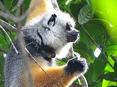 Diademed sifaka at Périnet