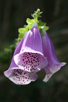 La digitale pourpre (Digitalis purpurea) est une grande digitale bisannuelle ou vivace, cultivée comme plante ornementale. Elle est très toxique car elle contient notamment des sucres complexes (hétérosides) dont la digitoxine. (définition réelle 2 336 × 3 504)