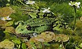 Edible frog in a swamp