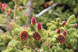 Purple immature cones and yellow mature cones from the previous year. No male pollen cones are visible; the brownish-golden branch tips are protective bud scales being shed from the spruce buds[10]