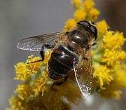 Eristalis tenax male