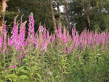 foxglove