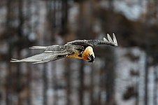 Gypaetus barbatus in flight. Gran Paradiso National Park, Italy Luca Casale