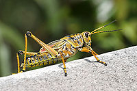 Tabanus_sudeticus_MHNT_Portrait