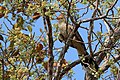 in the Pantanal, Brazil