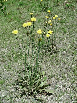 Liuskalehtihäränsilmä (Hypochaeris radicata)