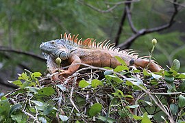 Iguana