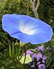 Trumpet-shaped blue flower on a green stem