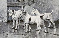 Old Jock, Grove Nettle and Tartar, three ancestors of the modern Fox Terrier