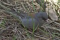 Better Gray-headed Junco, Borrego Mesa