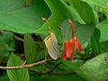 Bläuliche, vormännliche Blüte und eine rote in der weiblichen Phase