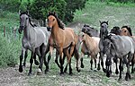 Groupe de Kiger Mustang.