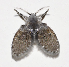 Clogmia albipunctata