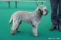 Lagotto romagnolo