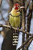 A bird with a yellow breast, red head and black sides with white spots sat on a branch