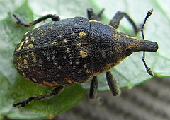 Dorsal view