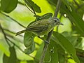 Lesser Greenlet