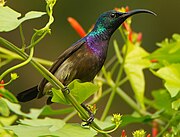 sunbird with glossy blue-green head, purplish chest, and brownish body