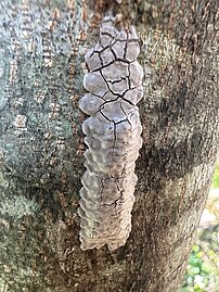 Spotted lanternfly eggs on the bark of a tree