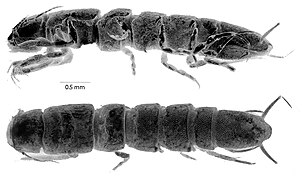 Macrostylis uniformis (Macrostylidae)