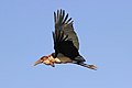 Marabou flying, Ethiopia