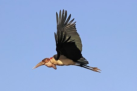 Marabou stork, in flight, by Charlesjsharp