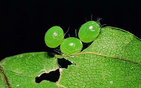 Marumba quercus (Sphingidae, Smerinthinae)