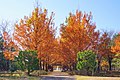 紅葉した並木（秋田県）