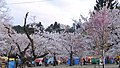 愛宕山と村松公園の桜