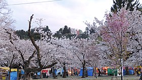 村松公園の桜