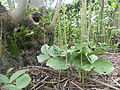 Neottia ovata Habitus