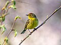 Image 111Palm warbler in Green-Wood Cemetery