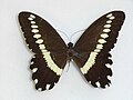 Papilio mechowi
