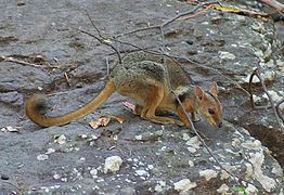 Short-eared rock-wallaby in Kakadu