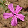 flower of a different Santa Fe phlox plant, ditto