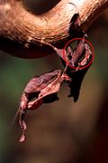 Sub-adult female ghost mantis's wing-buds