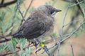 Pied babblers fledge their young when they are still unable to fly.