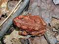 Juvénile, probablement Bufo americanus charlesmithi.