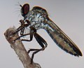 Robber fly