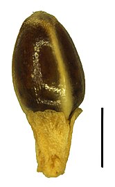 Nutlet (the black scale bar represents 1 mm)