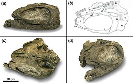 Череп Shastasaurus pacificus