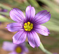 Un fiore di Sisyrinchium bellum; in questa specie le due spirali dei tepali sono identiche.