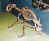 The fossilized skeleton of a saber-toothed cat (Smilodon californicus)