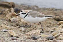 Photograph of a walking snowy plover in side view