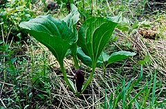 Description de l'image Trillium petiolatum.jpg.