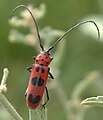 Tylosis maculatus, spotted tylosis or red and black longhorn beetle