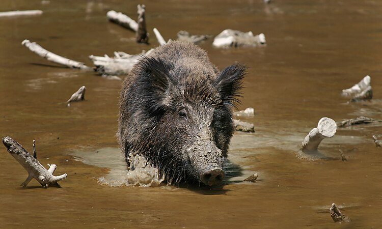 Кабан (Sus scrofa), валяющийся в грязи; предок домашней свиньи