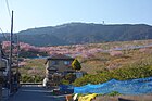 浜石岳山麓の河津桜