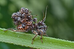 Description de l'image Acanthaspis petax nymph.jpg.