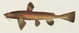 Acrochordonichthys rugosus